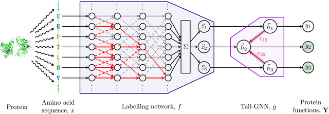 Figure 1 for Hierachial Protein Function Prediction with Tails-GNNs