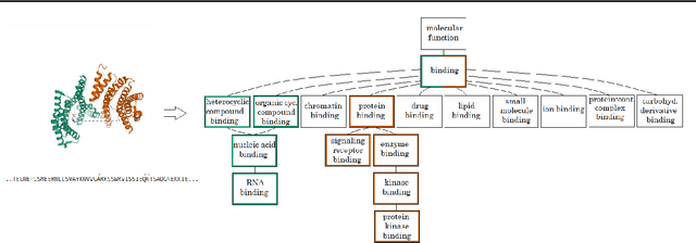 Figure 3 for Hierachial Protein Function Prediction with Tails-GNNs