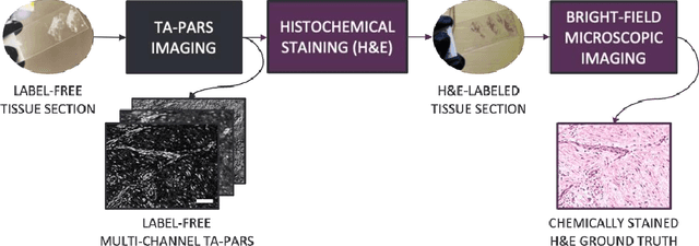 Figure 1 for Virtual Histological Staining of Label-Free Total Absorption Photoacoustic Remote Sensing (TA-PARS)