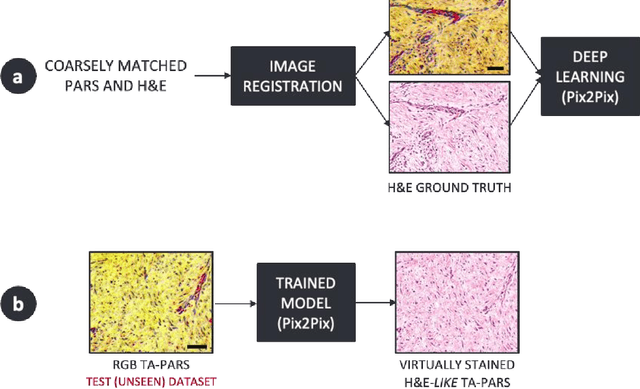 Figure 3 for Virtual Histological Staining of Label-Free Total Absorption Photoacoustic Remote Sensing (TA-PARS)