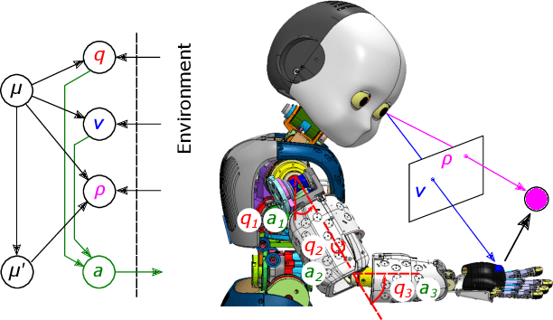 Figure 2 for Active inference body perception and action for humanoid robots