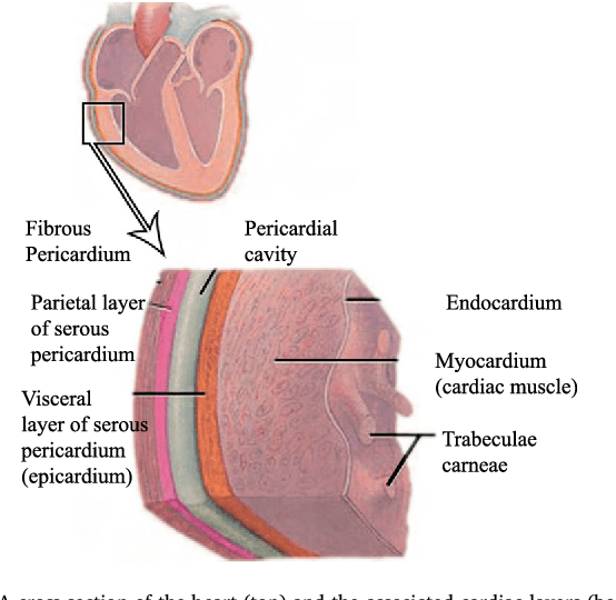 Figure 1 for Machine learning in the prediction of cardiac epicardial and mediastinal fat volumes