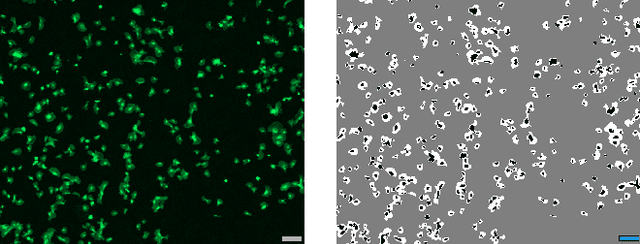 Figure 3 for Automation of Hemocompatibility Analysis Using Image Segmentation and a Random Forest