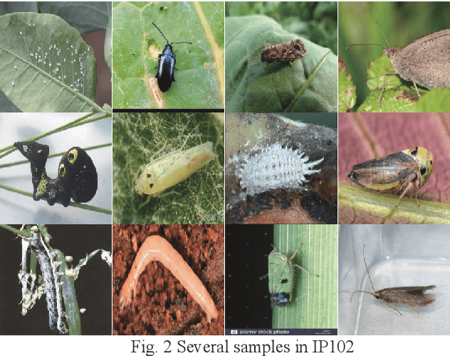 Figure 1 for An Efficient and Small Convolutional Neural Network for Pest Recognition -- ExquisiteNet