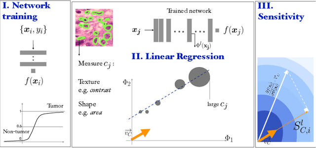Figure 1 for Regression Concept Vectors for Bidirectional Explanations in Histopathology
