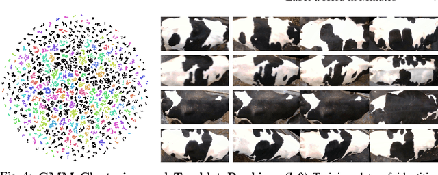 Figure 4 for Label a Herd in Minutes: Individual Holstein-Friesian Cattle Identification