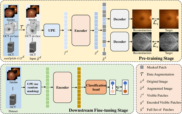 Figure 1 for Uni4Eye: Unified 2D and 3D Self-supervised Pre-training via Masked Image Modeling Transformer for Ophthalmic Image Classification