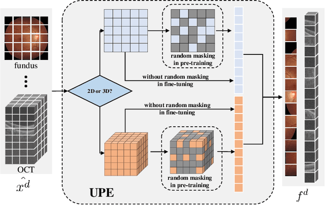 Figure 3 for Uni4Eye: Unified 2D and 3D Self-supervised Pre-training via Masked Image Modeling Transformer for Ophthalmic Image Classification