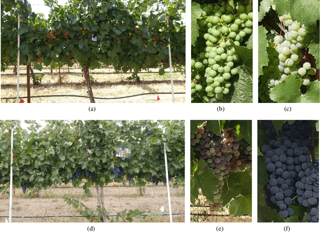 Figure 1 for Swin-transformer-yolov5 For Real-time Wine Grape Bunch Detection