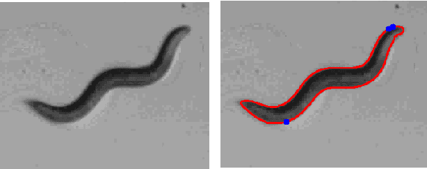 Figure 1 for Head and Tail Localization of C. elegans
