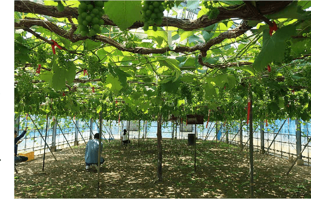 Figure 1 for Distortion-Adaptive Grape Bunch Counting for Omnidirectional Images