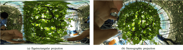 Figure 2 for Distortion-Adaptive Grape Bunch Counting for Omnidirectional Images