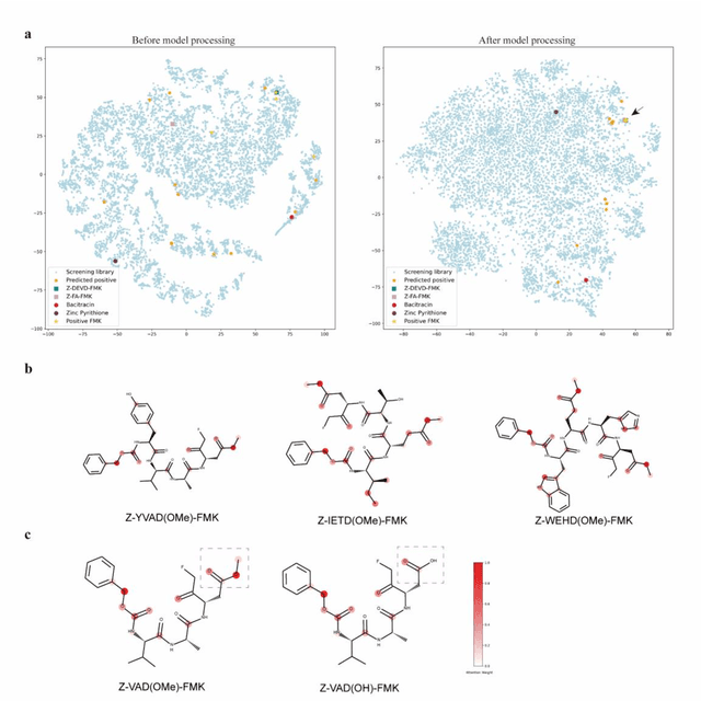 Figure 4 for A Novel Framework Integrating AI Model and Enzymological Experiments Promotes Identification of SARS-CoV-2 3CL Protease Inhibitors and Activity-based Probe