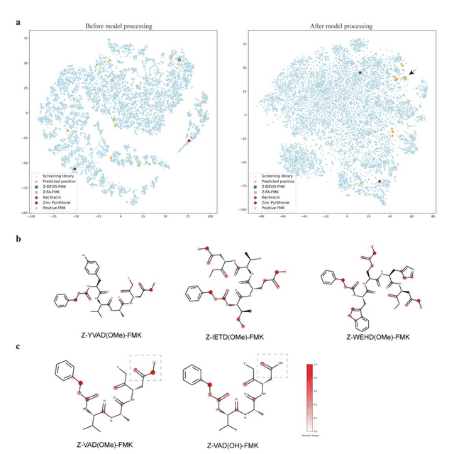 Figure 4 for A Novel Framework Integrating AI Model and Enzymological Experiments Promotes Identification of SARS-CoV-2 3CL Protease Inhibitors and Activity-based Probe