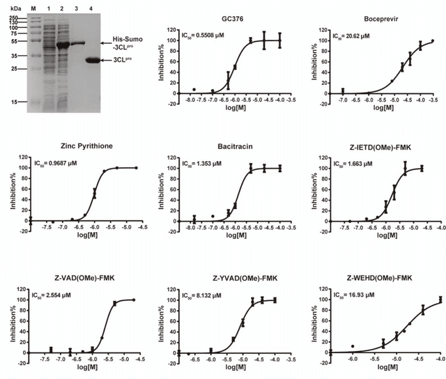 Figure 3 for A Novel Framework Integrating AI Model and Enzymological Experiments Promotes Identification of SARS-CoV-2 3CL Protease Inhibitors and Activity-based Probe