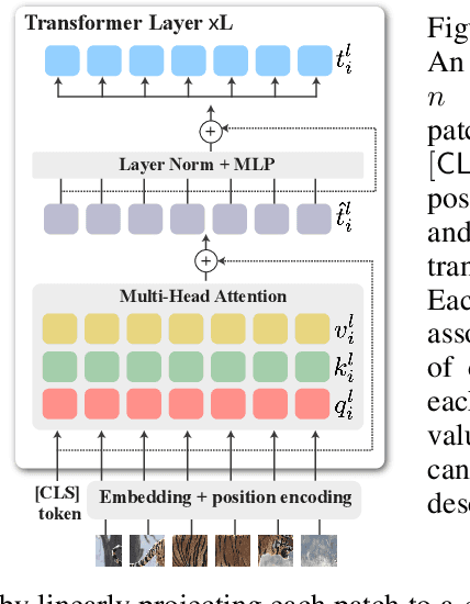 Figure 2 for Deep ViT Features as Dense Visual Descriptors