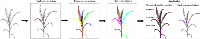 Figure 3 for Stem-leaf segmentation and phenotypic trait extraction of maize shoots from three-dimensional point cloud