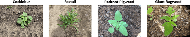 Figure 1 for 4Weed Dataset: Annotated Imagery Weeds Dataset