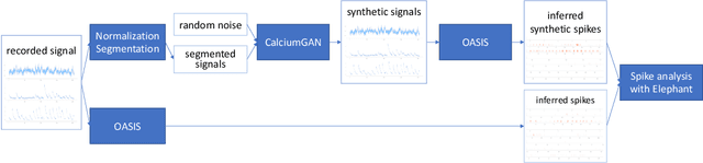 Figure 1 for CalciumGAN: A Generative Adversarial Network Model for Synthesising Realistic Calcium Imaging Data of Neuronal Populations