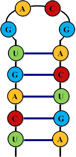 Figure 1 for RNA-2QCFA: Evolving Two-way Quantum Finite Automata with Classical States for RNA Secondary Structures