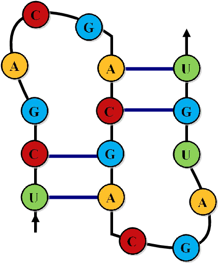 Figure 2 for RNA-2QCFA: Evolving Two-way Quantum Finite Automata with Classical States for RNA Secondary Structures