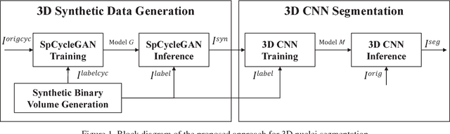 Figure 1 for Three Dimensional Fluorescence Microscopy Image Synthesis and Segmentation