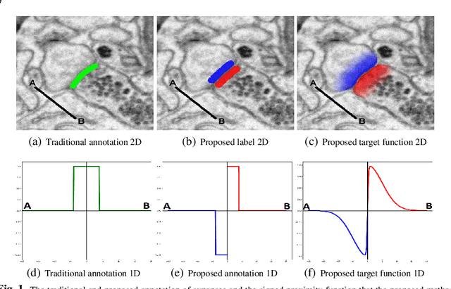 Figure 1 for Detecting Synapse Location and Connectivity by Signed Proximity Estimation and Pruning with Deep Nets