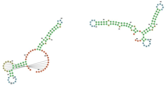 Figure 3 for Predicting 3D RNA Folding Patterns via Quadratic Binary Optimization