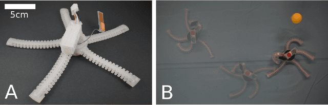Figure 1 for An Untethered Brittle Star Robot for Closed-Loop Underwater Locomotion