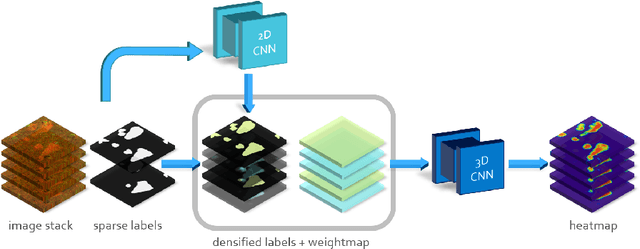 Figure 1 for Semantic Segmentation of Neuronal Bodies in Fluorescence Microscopy Using a 2D+3D CNN Training Strategy with Sparsely Annotated Data