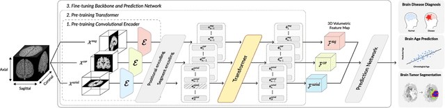 Figure 1 for Medical Transformer: Universal Brain Encoder for 3D MRI Analysis