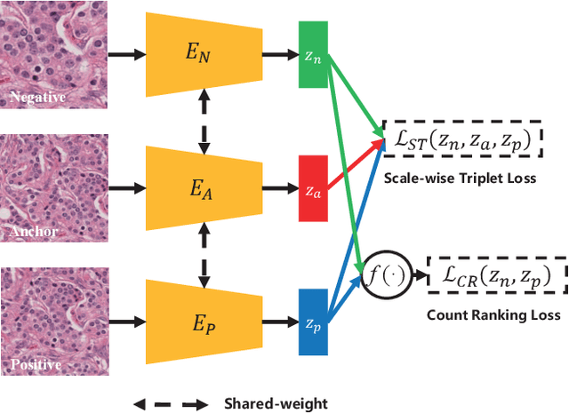 Figure 3 for Instance-aware Self-supervised Learning for Nuclei Segmentation