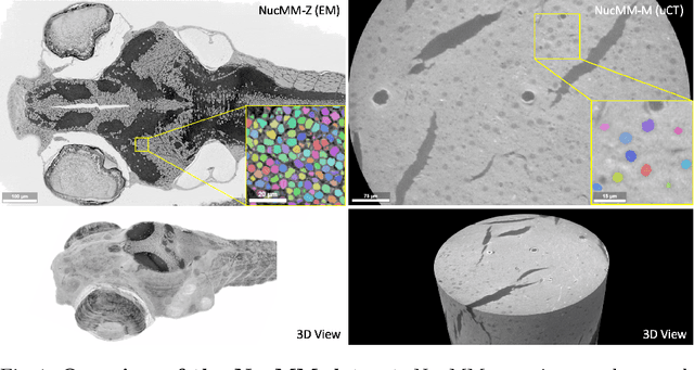 Figure 1 for NucMM Dataset: 3D Neuronal Nuclei Instance Segmentation at Sub-Cubic Millimeter Scale