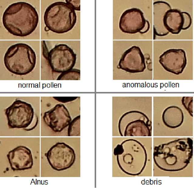 Figure 1 for Pollen Grain Microscopic Image Classification Using an Ensemble of Fine-Tuned Deep Convolutional Neural Networks