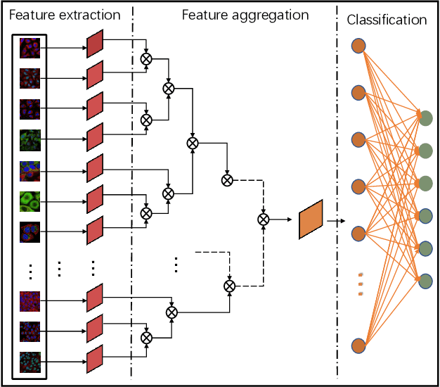 Figure 3 for HAMIL: Hierarchical Aggregation-Based Multi-Instance Learning for Microscopy Image Classification
