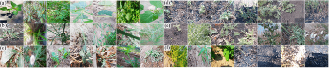 Figure 2 for Deep-CNN based Robotic Multi-Class Under-Canopy Weed Control in Precision Farming