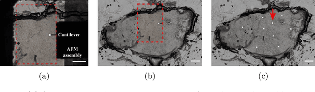 Figure 1 for Whole-Sample Mapping of Cancerous and Benign Tissue Properties