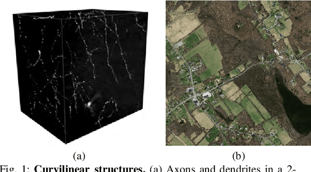 Figure 1 for Joint Segmentation and Path Classification of Curvilinear Structures