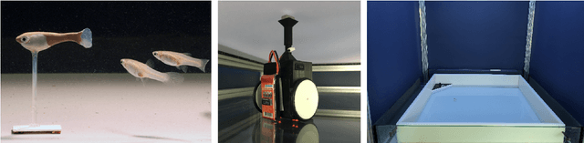 Figure 1 for Socially competent robots: adaptation improves leadership performance in groups of live fish