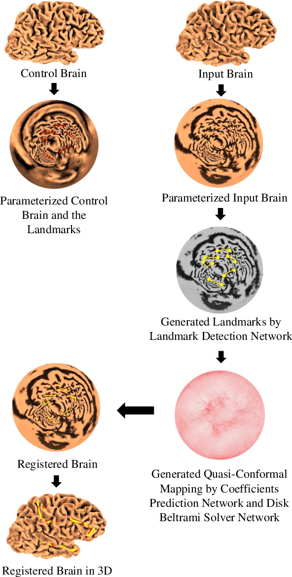 Figure 1 for Automatic Landmark Detection and Registration of Brain Cortical Surfaces via Quasi-Conformal Geometry and Convolutional Neural Networks