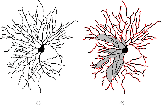 Figure 1 for Technical Report - Automatic Contour Extraction from 2D Neuron Images