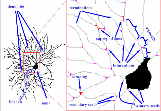 Figure 3 for Technical Report - Automatic Contour Extraction from 2D Neuron Images