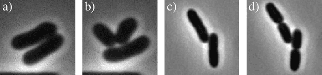 Figure 1 for Cell tracking for live-cell microscopy using an activity-prioritized assignment strategy