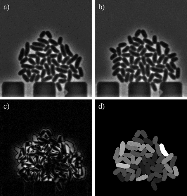 Figure 2 for Cell tracking for live-cell microscopy using an activity-prioritized assignment strategy