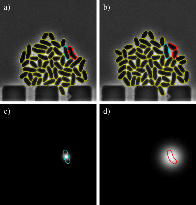 Figure 3 for Cell tracking for live-cell microscopy using an activity-prioritized assignment strategy