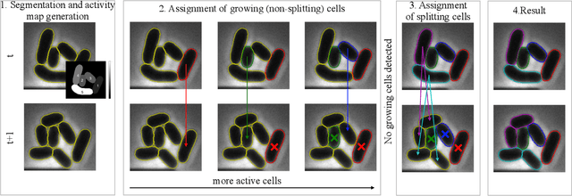 Figure 4 for Cell tracking for live-cell microscopy using an activity-prioritized assignment strategy