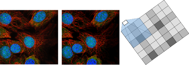 Figure 3 for Attaining Real-Time Super-Resolution for Microscopic Images Using GAN