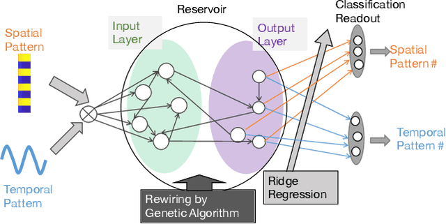 Figure 1 for Functional differentiations in evolutionary reservoir computing networks