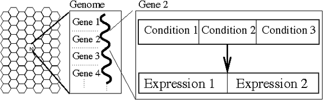 Figure 4 for Development and Evolution of Neural Networks in an Artificial Chemistry
