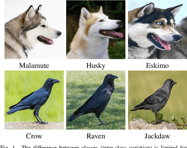 Figure 1 for A Systematic Evaluation: Fine-Grained CNN vs. Traditional CNN Classifiers